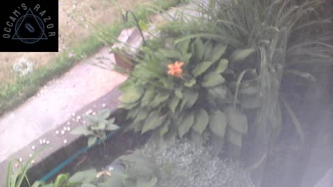 Butch the Sunflower