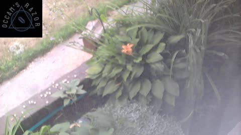 Butch the Sunflower