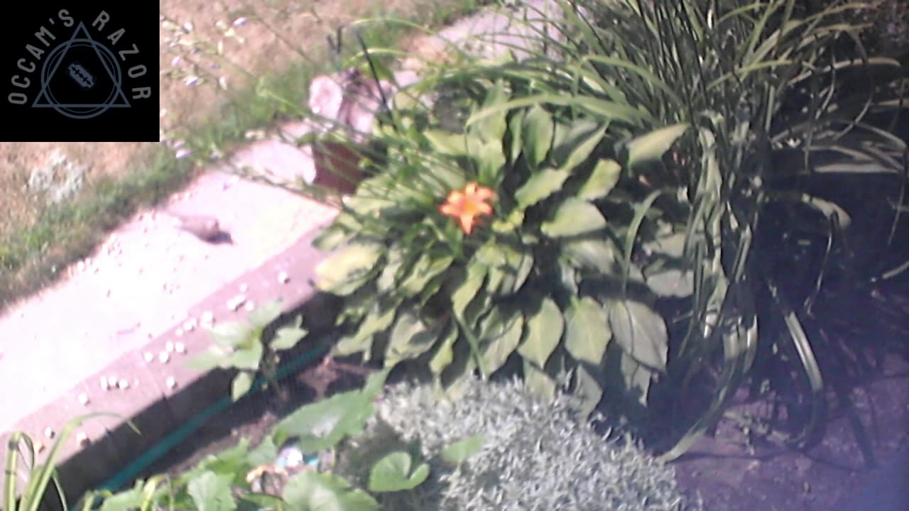 Butch the Sunflower