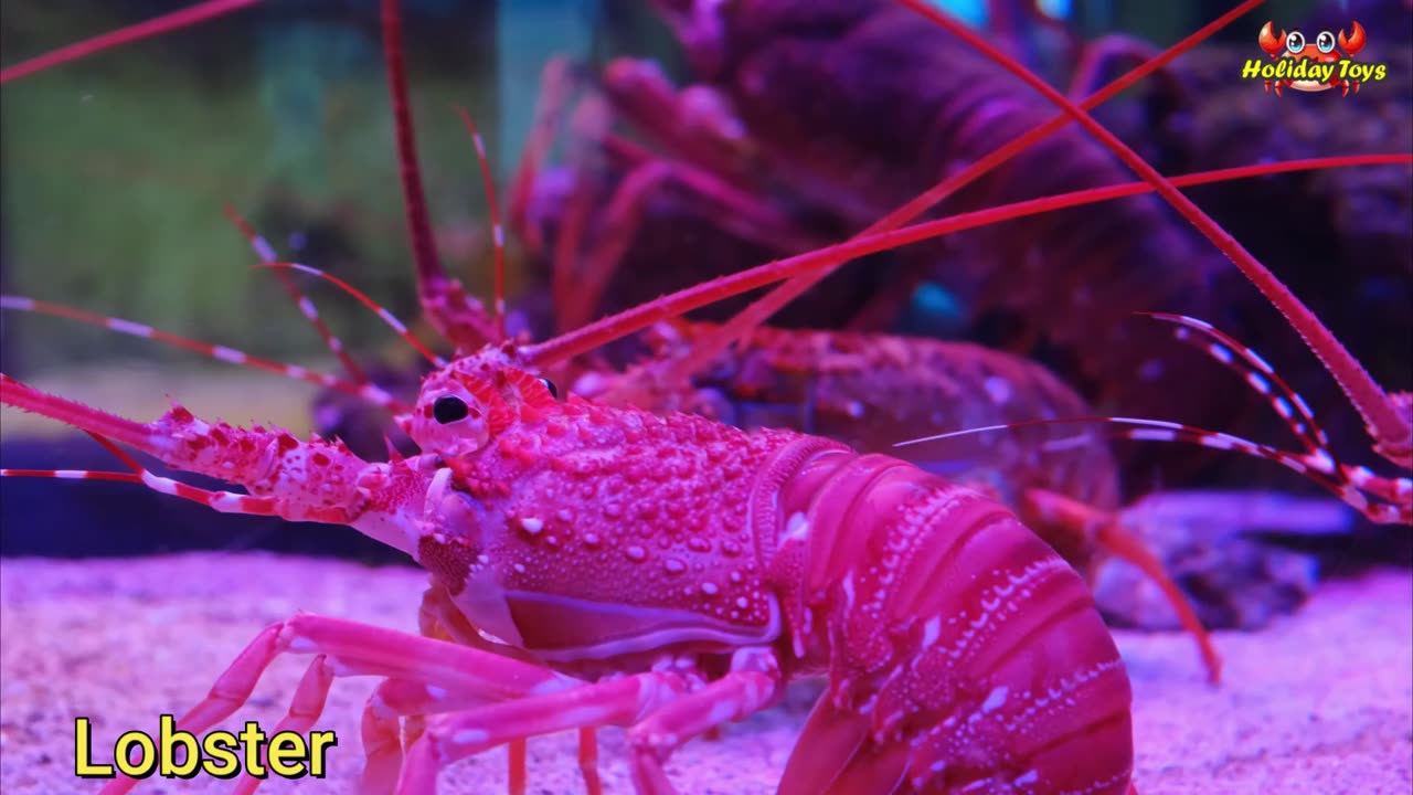 Blue Starfish Quietly Waiting for Food on the Seabed