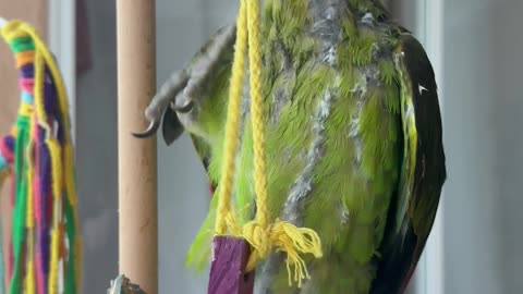 Green Parrot Dances and Sings in Pouring Rain