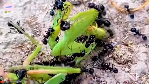 When Animals Face Off Against the Wrong Foe | #3