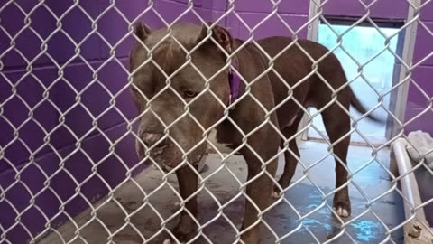 Champ 4y Pet Id 947378 kennel 2 HSSAZ shelter have 2 stop by see my fav doggie, we groove20250801379
