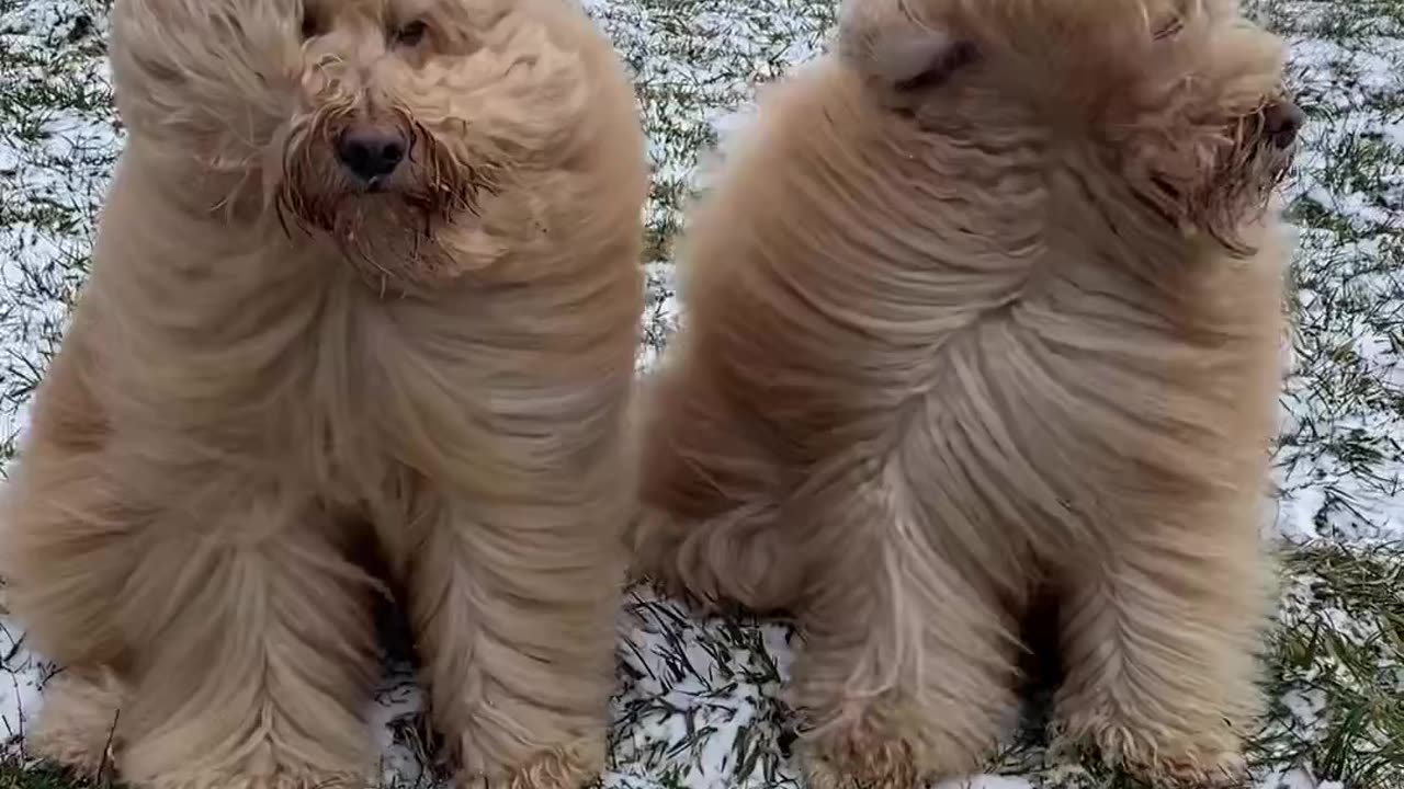 Puppy cutie