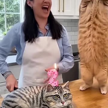 🤣Cat Cake Disaster! 🍰 The Real Cat Sees It… and Absolutely LOSES IT 🤯 | “Calma, é só bolo!” 🎬