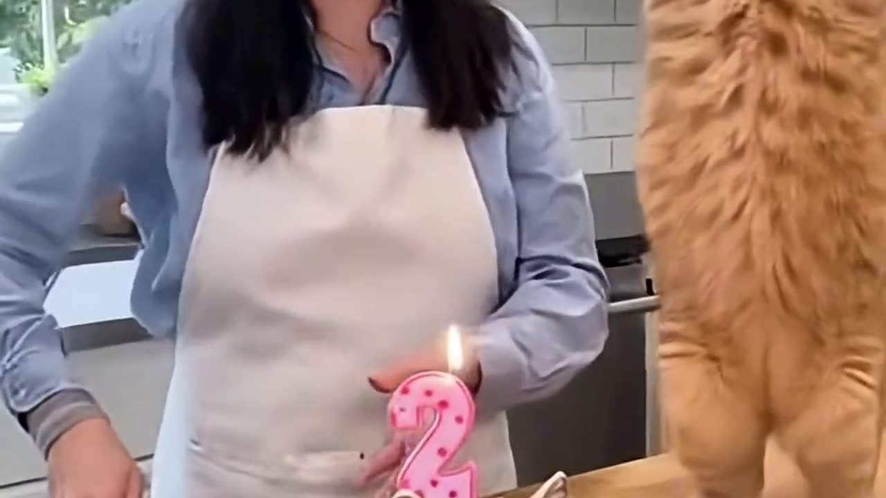 🤣Cat Cake Disaster! 🍰 The Real Cat Sees It… and Absolutely LOSES IT 🤯 | “Calma, é só bolo!” 🎬