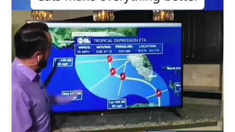 Cat interrupts news interview