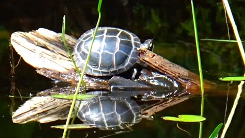 Painted Turtle