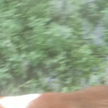 The royal journey of the three dogs