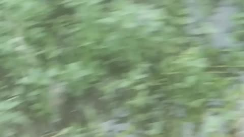 The royal journey of the three dogs
