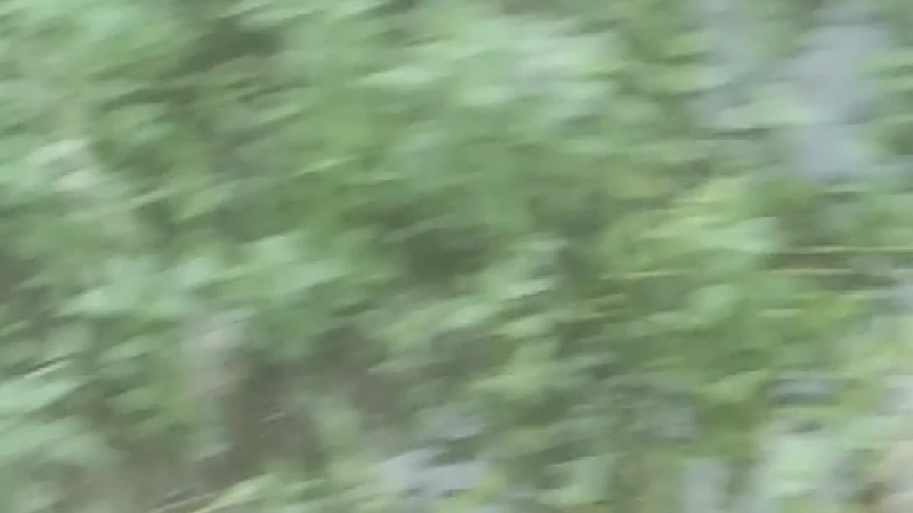 The royal journey of the three dogs