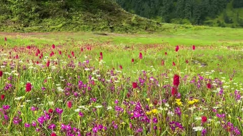 natural nature, mountains, nature lovers , romantic view, flowers