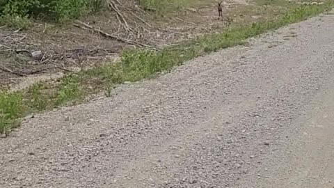 Baby moose running along the road