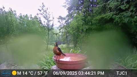 Robin in a Thunderstorm