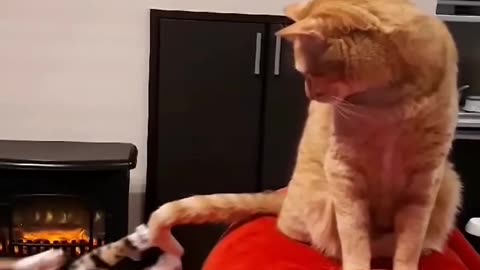 help, my tail attack me