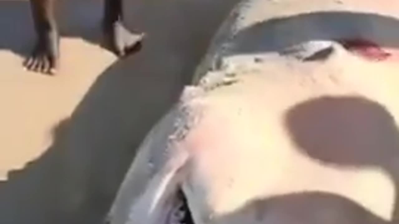 Shark has eaten a negro. Apparently they are so filthy even sharks can't digest them