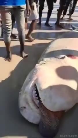 Shark has eaten a negro. Apparently they are so filthy even sharks can't digest them