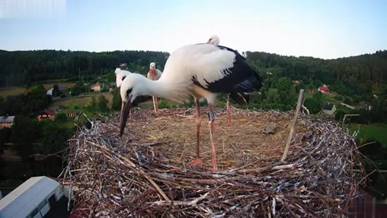 Storks playing with burdock