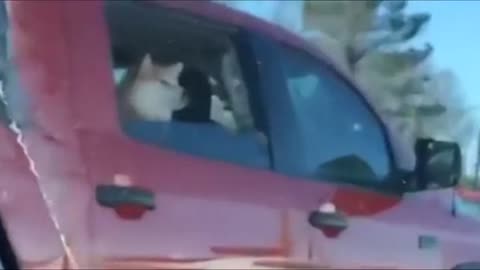 DOG A71