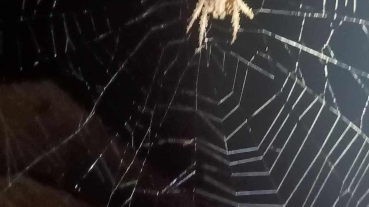 Spotted orb weaver 2