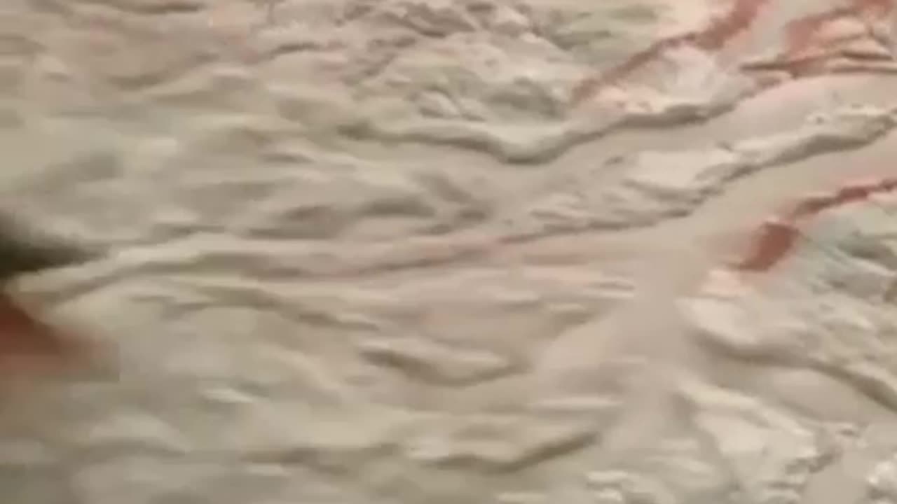 Dog & Cat
