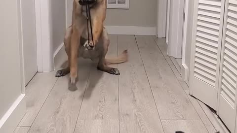 Dog with sling shot?