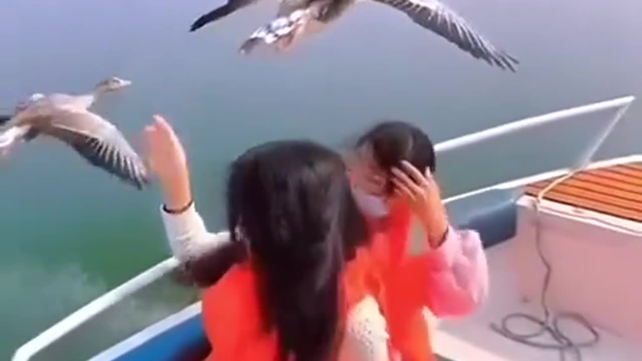 attack of the wild geese