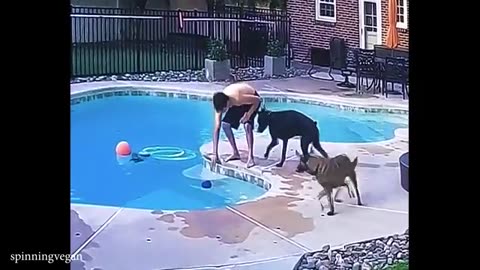 Dog Steals the Show — Funniest Animal Video You'll See Today! 😂