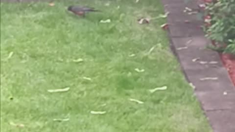 Robin eating.