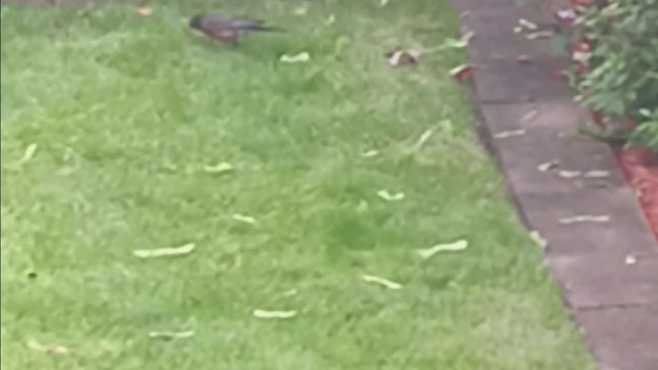 Robin eating.