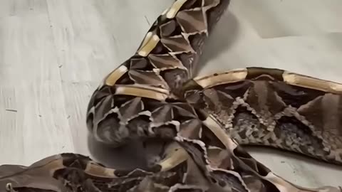 Gaboon viper #science #sciencefacts