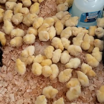 Watch 100 Baby Chicks Grow Into...