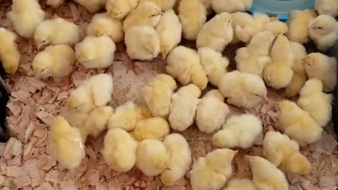Watch 100 Baby Chicks Grow Into...