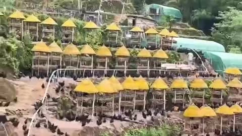 Chicken farm