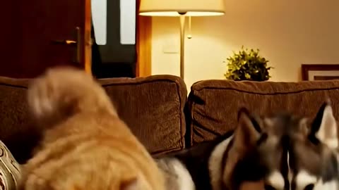 Orange cat pretending to sleep… but won’t let go of the popcorn