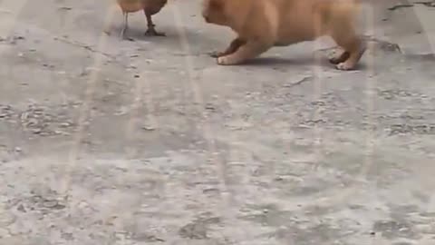 Funny video