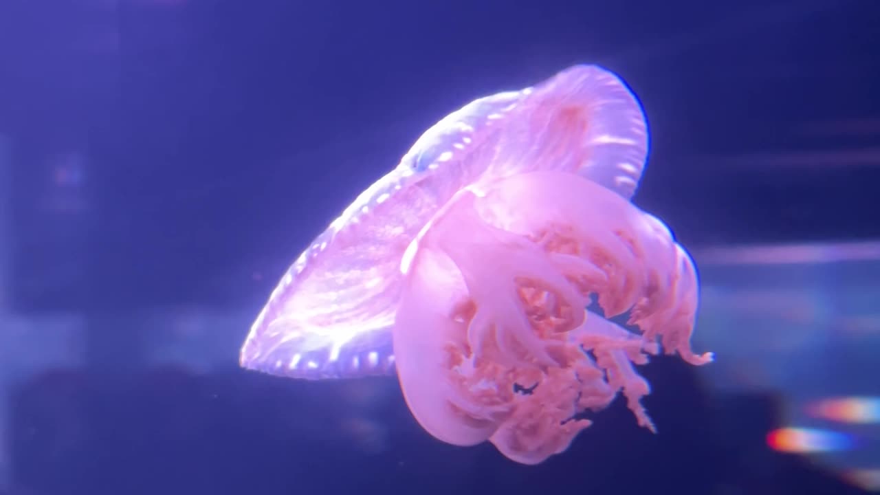 Jellyfish
