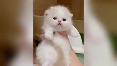 You Laugh You Lose 😂 Funny Animals Videos 2025