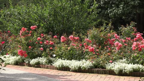 🥀 Sad Container Roses in Pleasant View? 😭 Get 7 SECRETS for EPIC Blooms! (Gardening 911!)