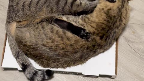 😂💥 Fighting Over Dinner, Got Caught! | FunFM