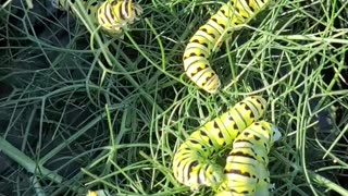 Raising Butterflies From Caterpillars