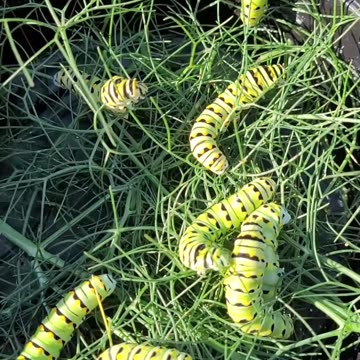 Raising Butterflies From Caterpillars
