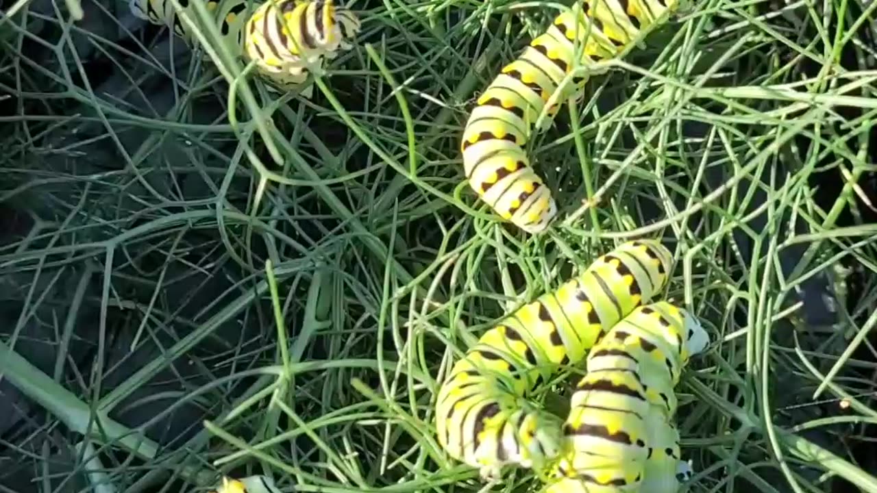 Raising Butterflies From Caterpillars