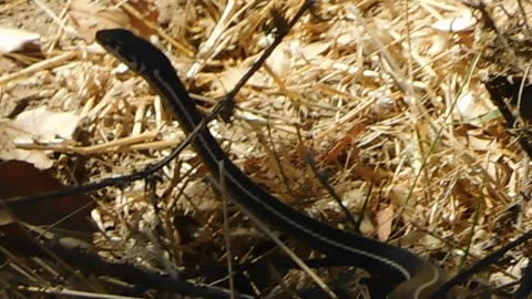Racer Snake
