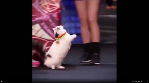 Quick Smile: Well trained cats perform... The Savitsky Cats