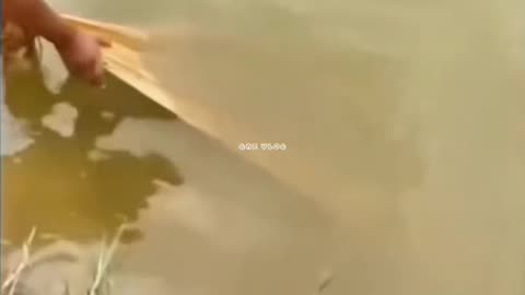 Big catch