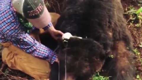 Man saves bear from death in trap. When it wakes up, it does something shocking.