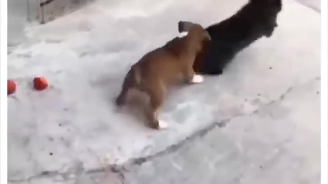 The Most Hilarious And Emotional Moments Of Dogs