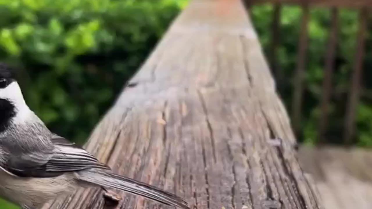 Lovely Birds. 😍