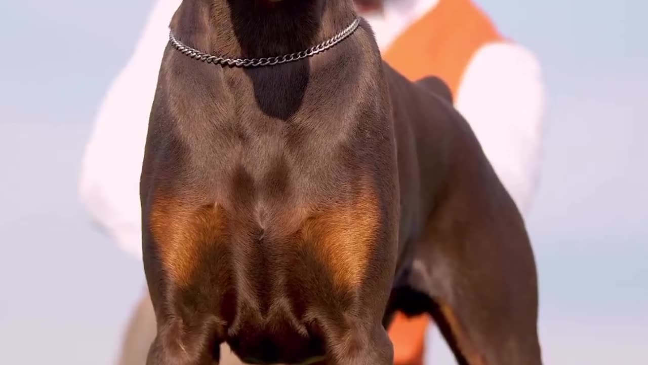 Dog training